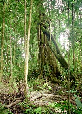 Forêt primaire