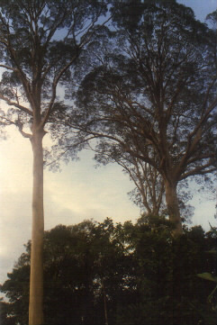 les arbres c'est la vie